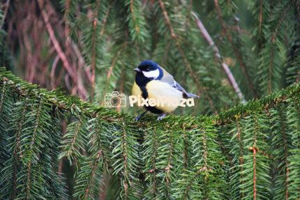 Great Tit Perched on Spruce Branch in Forest
